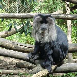 Lion Tailed Macaque