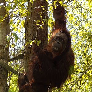 Orangutan