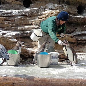 Humboldt Penguin Feeding