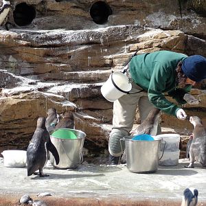 Humboldt Penguin Feeding #2