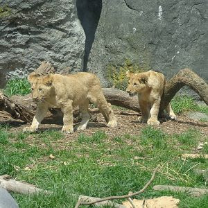 Lion cubs