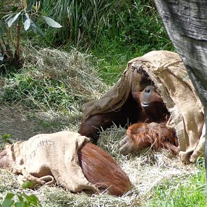 A Blustery Day at the Zoo