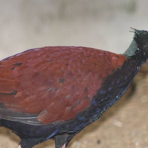 pheasant pigeon