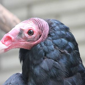 portrait turkey vulture