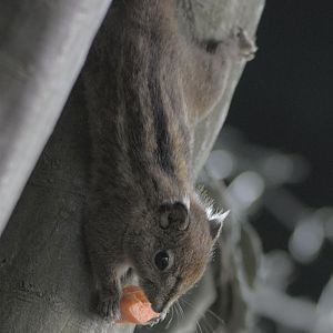 Swinhoe's striped squirrel