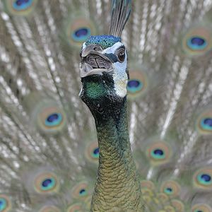Green peacock
