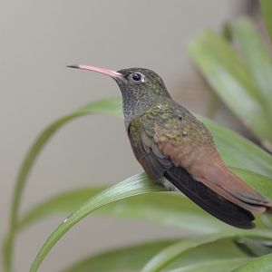 Emerald hummingbird