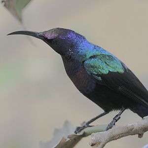 Splendid sunbird