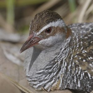Buff-banded rail