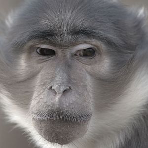 White-naped mangabey