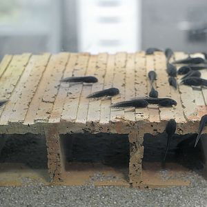 Mallorcan midwife tadpoles