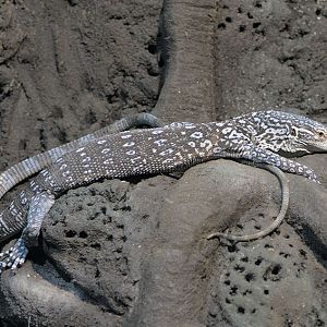 Blue-spotted tree monitor