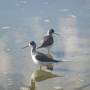Safari Zoological Center 15.12.12