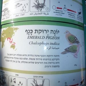 Emerald dove sign 15.12.12