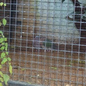 Emerald doves 15.12.12