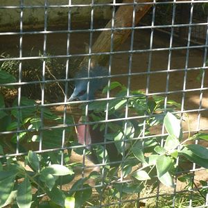 Crowned pigeon 15.12.12