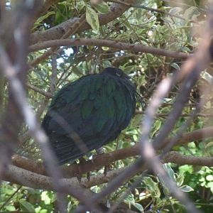 Nicobar pigeon 15.12.12