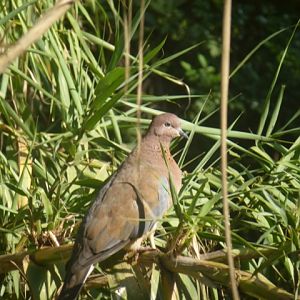 Palm dove 15.12.12