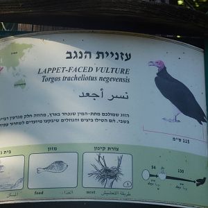 Lappet-Faced Vulture sign 15.12.12