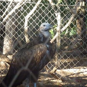 Lappet-Faced Vulture 15.12.12