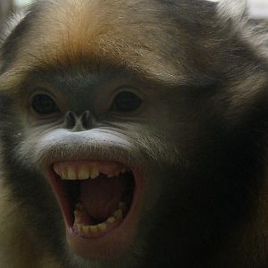 Rhinopithecus brelichi / Gray snub-nosed Monkey (immature male)