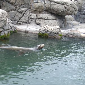 California Sea Lion