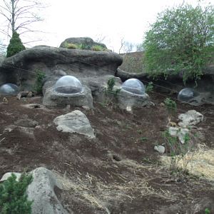 Black-Tailed Prairie Dog Enclosure
