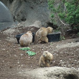 Black-Tailed Prairie Dogs