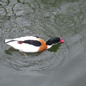 Common Shelduck