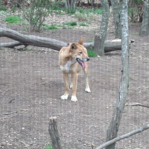 Dingo