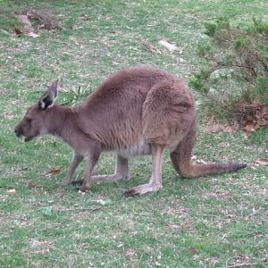 Western Grey Kangaroo
