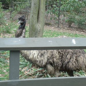 Emu