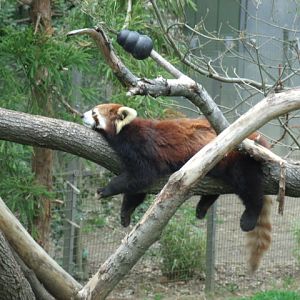 Red Panda