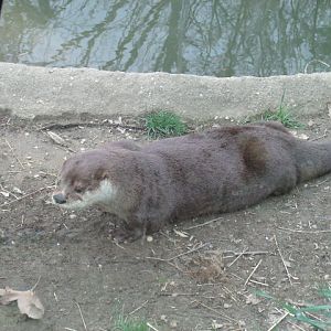 North American River Otter
