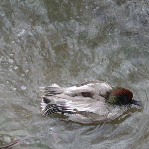Falcated Duck