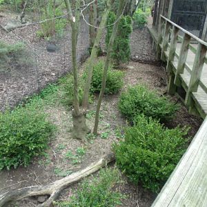 Temminck's Tragopan Enclosure
