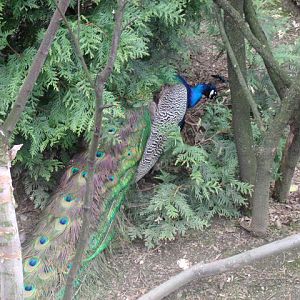 Indian Peafowl