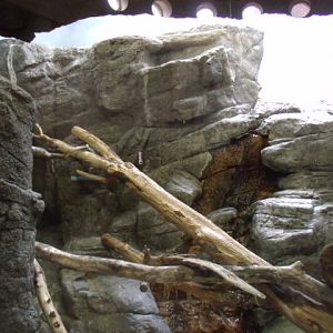 Pallas' Cat Enclosure