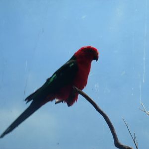 Australian King Parrot