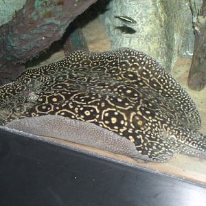 Undescribed Species- Pearl Ray