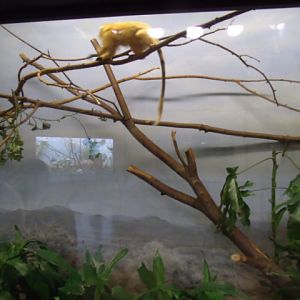Golden Lion Tamarin Enclosure