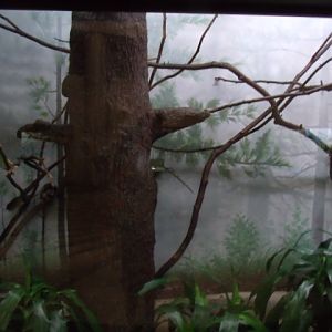 Geoffroy's Tamarin Enclosure