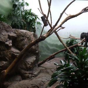White-Faced Saki/Rock Cavy Enclosure
