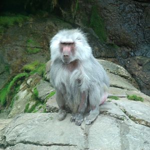 Hamadryas Baboon Male