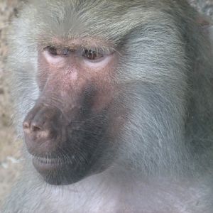Hamadryas Baboon Close-Up