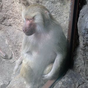 Hamadryas Baboon Female