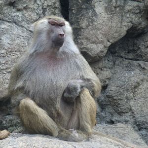 Hamadryas Baboon
