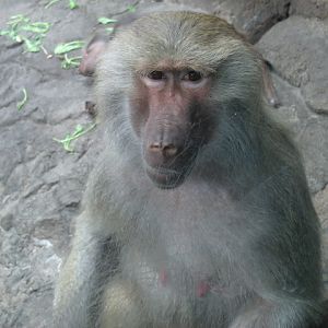 Hamadryas Baboon