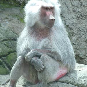 Hamadryas Baboon