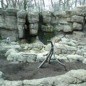 Hamadryas Baboon Enclosure